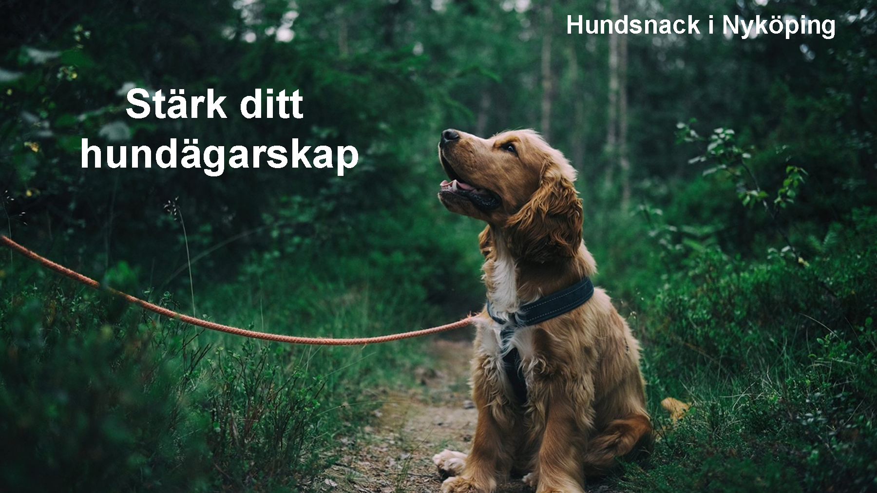 Stärk ditt hundägarskap